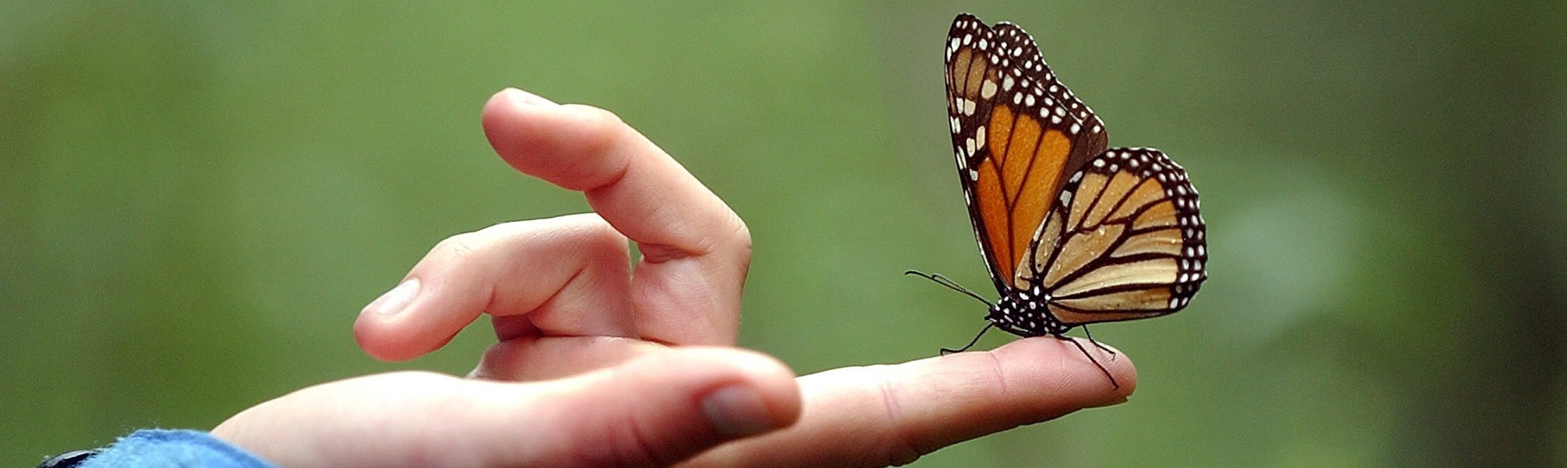 Terapia Gestalt